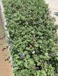 Tropical Gardening: Go native in your Hawaiian garden