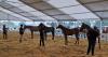 Livestock farms from Extremadura join the Purebred Spanish and Crossbred Horse Competition of Tineo (Asturias)