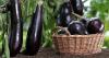 Andalusian eggplant exports soar 46% to 135.8 million