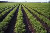 Rural and Agricultural Subsidies Total HUF 488 bln in Q1