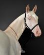 Rare Akhal-Teke Filly as Living Symbol of Kazakhstan’s Nomadic Heritage