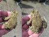 Hidden all along?: Green toad confirmed in Luxembourg for the first time