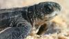 The Ministry of Environment is Urging Protection of the Leatherback Turtle Species Spotted in the Panama Bay