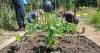 Forest Farm Peace Garden battles heatwave and plans new events