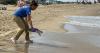 Sea turtle releases in Virginia Beach draws applause