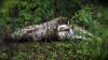 Florida scientists confirm Burmese pythons can swallow full-grown deer, alligators whole