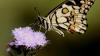 Assam documents butterflies of Bodoland Territorial Region