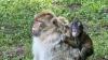 I visited the cutest animal attraction that's just over an hour from Nottingham