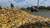 Centre’s intervention to stabilise Andhra mango sector | Explained