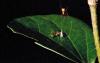 New spider species feeds exclusively on one specific ant species using a completely unpredictable hunting tactic