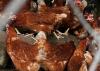 Young Cavan farmer knew ‘eggs-actly’ what consumers wanted