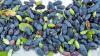 Ontario-grown haskap berry packs a flavourful punch in jams, muffins and drinks: Jasmine Mangalaseril