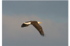 Georgia DNR reports high success rate for nesting bald eagles