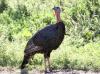 Illinoisans Invited To Participate In Summer Wild Turkey Survey