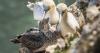 Scientists warn seabird colony may not recover for decades after awful 2022 outbreak