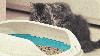 Scientists Are Begging You to Take Cat Poop Parasites Much More Seriously