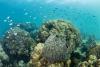 Dar to host global marine conservation summit