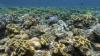 Great Barrier Reef not on UNESCO danger list - Australia