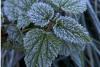 WEATHER: Frosty start expected across most provinces