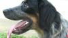 Kentucky heat wave prompts pet safety warning as temperatures soar