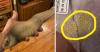 "What Is Happening Here?!?!?!": 30 Absurd "Objects" That Left Everyoneeeee Confused And Uncomfortable Until The Internet Solved The Mystery