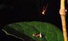 Australia's 'ballista spider' lures angry ants, then catapults them into its web