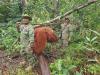 Cambodia Reports 967 Natural Resource, Wildlife Crimes in H1 2026