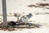Wildlife finds creative ways of staying cool in summer