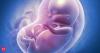 Indian scientists recreate key human placenta functions on a chip