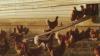 New Hampshire food company to pay part of settlement over alleged animal welfare violations