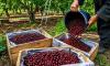 APEDA facilitates first export of J&K's premium cherries, plums to UAE