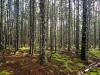 Opinion: What N.B. businesses need to know about greenwashing