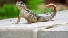 Invasive curly-tailed lizard is spreading across Central Florida up from the Bahamas