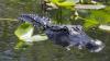 Florida sees 3 alligator attacks in 7 days, with the latest killing a 31-year-old swimmer