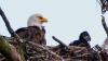 Georgia went from virtually no bald eagle nests to more than 200, with 170 fledgings
