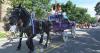 PHOTO GALLERY | 'We can all celebrate that we’re Americans': Cambria July 4 event features parade, music, essays in Ebensburg