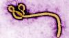 France's first detected Ebola patient recovers, leaves hospi...