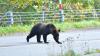 Another suspected fatal bear attack in Japan comes as deaths spike and sightings top 50,000
