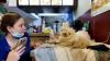 Venezuela earthquakes: Dog found alive under rubble eight days after disaster