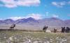 Rare cinereous cultures spotted in Altyn-Emel National Park