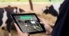 How Azerbaijan plans to digitise its livestock economy