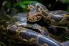 Florida family wrangles second-heaviest wild python after it nearly squeezes dad to death