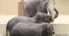 Why are Malaysians demanding the return of elephants from Osaka zoo?