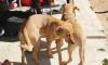 Windhoek approves new dog registration and licensing rules