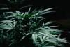 Study Analyzes Legal Cannabis Packaging Features That Appeal to Youth