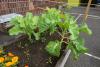 Think July is too late to plant? Texas, Florida, and beyond still have 12 crops to sow