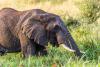 Kenya vets immobilize limping bull elephant, then uncover what left him in 'flipping pain'