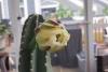 After waiting all year, gardener films a giant Peruvian apple cactus bloom opening overnight