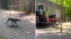 Pulled from a fatal truck crash in West Virginia, dog named Hennessey finds her family again