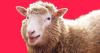 Dolly the sheep at 30: The clone that changed science (and celebrity petdom)